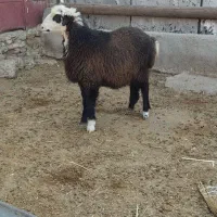 بره داشتی