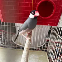 قناری نر و فنچ نرگسی|پرنده|قزوین, |دیوار