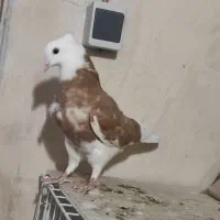 جوجه پرشی|پرنده|قم, شهر قائم|دیوار