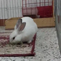 فروش خرگوش تربیت شده خانگی