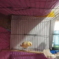 قناری ماده|پرنده|چهارباغ, |دیوار