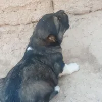 دوتا توله نر