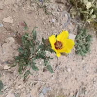 تارا دنده ای 6سرعته