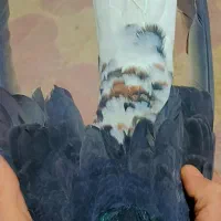 کبوترخوشرنگ سیاه|پرنده|کازرون, |دیوار