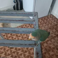 طوطی کوتوله یا برزیلی|پرنده|اهواز, زرگان|دیوار