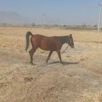 اسب