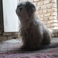 سگ حرف گوش کن