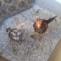 فروش دو جوجه لاری ۵ ماهه