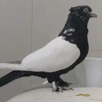 فروشی|بدلیجات|قم, کلهری|دیوار