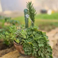 گل و گیاه آپارتمانی|گل و گیاه طبیعی|فارسان, |دیوار
