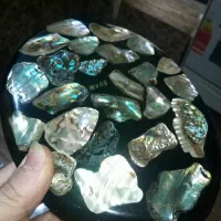 کلکسون صدف آبالون وارداتی