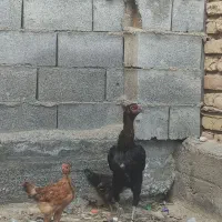 مرغ لاری کرچ با دوتا جوجه محلی