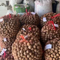 گردو بوانات 50 درصد