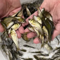 بچه ماهی بیگهد