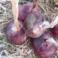 بذر پیاز قرمز