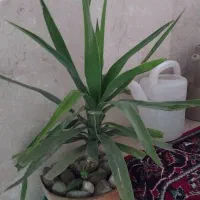 گل طبیعی|گل و گیاه طبیعی|تهران, تهرانپارس شرقی|دیوار