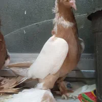 فروشی|پرنده|مرند, |دیوار