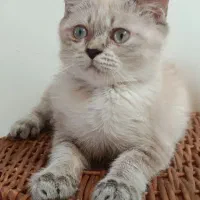 گربه ها