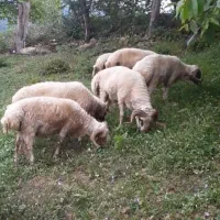 فروش گوسفند و بره نره پرواری زنده درجه یک