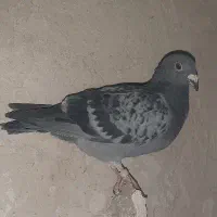 پرنده یاکبوتر