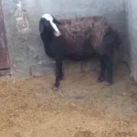 دو راس میش و یک عدد بره