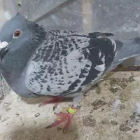 سبز کاکلی سارکاکلی سرورکاکلی هفترنگ سارسرور