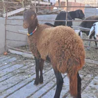 دوعدد طوقلی ماده زیر قوچی جنس نامبروان|پرنده|آق قلا, |دیوار