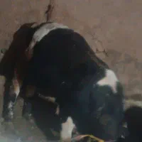 گوساله نر|حیوانات مزرعه|دهگلان, |دیوار