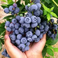 نهال بلوبری میوه‌ای سودآور و صادراتی