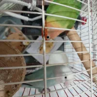 دوتا طوطی برزیلی هر دو ماده