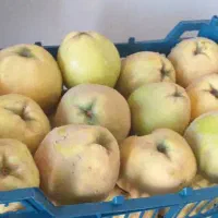 میوه به (بید)|خوردنی و آشامیدنی|هرسین, |دیوار