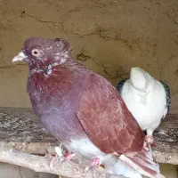 کبوتر اس|پرنده|کلاله, |دیوار