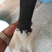 کبوتر ماده دمی|پرنده|شیروان (لرستان), |دیوار