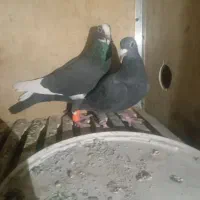 کبوتر کرمونی|پرنده|تربتحیدریه, بالا ولایت|دیوار