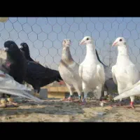 دسته پلاکی هوای نر ۲۴ عدد|پرنده|شیراز, آزادگان|دیوار
