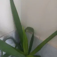 گل طبیعی|گل و گیاه طبیعی|شهرکرد, |دیوار