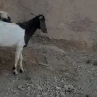 بز‌نر|حیوانات مزرعه|نهاوند, |دیوار