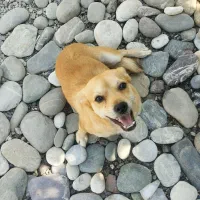 سگ نر|سگ|آسمینون, |دیوار