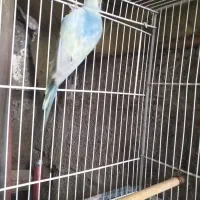 جفت  مرغ عشق رینبو(رنگین کمانی)|پرنده|لاهیجان, کوی استادان|دیوار