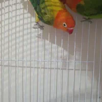 طوطی برزیلی|پرنده|ری, دولتآباد|دیوار