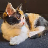 گربه گمشده شهرک سلمان فارسی