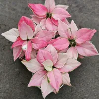 گیاه های آپارتمانی خاص،هوازی و شکیل