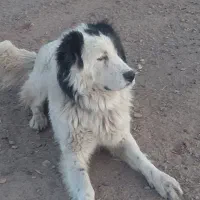 سگ نگهبان وگله