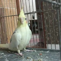 عروس هلندی|پرنده|تربت‌حیدریه, کوی شهید احمدزاده ملکی|دیوار