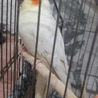 فروش عروس هلندی