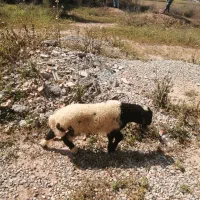 بره نر