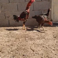 دو عدد خروس لاری و چند عدد مرغ لاری اصیل