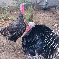 بوقلمون محلی
