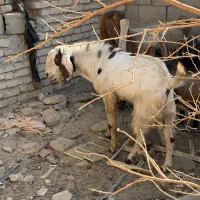 میش و بره و کهره فروشی