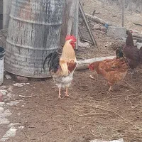 بویداش مالی|حیوانات مزرعه|انزل, |دیوار